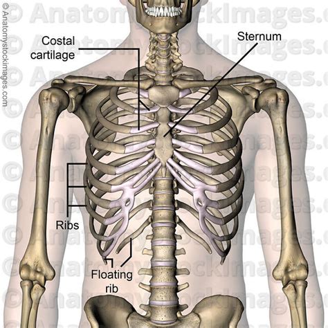 Anatomy Stock Images | torso-ribcage-ribs-costae-costal-cartilage ...