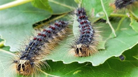 Diy Gypsy Moth Trap / European Gypsy Moth City Of Brantford : Select a ...