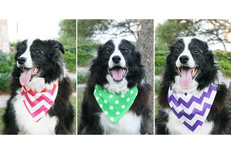 DIY No Sew Dog Bandana | Dog diy projects accessories, Dogs diy ...