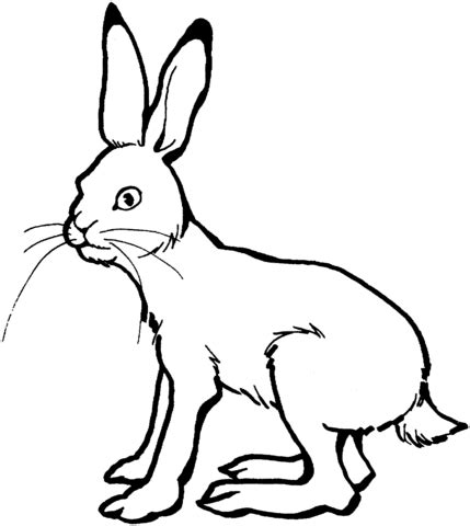 Hare 3 coloring page | SuperColoring.com