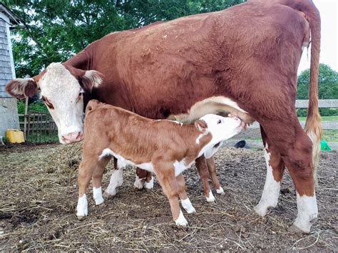 Hereford beef cattle for sale summer 2020 – Russet Valley Farm