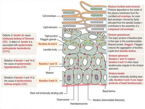 INTEGUMENTARY SYSTEM | Basicmedical Key