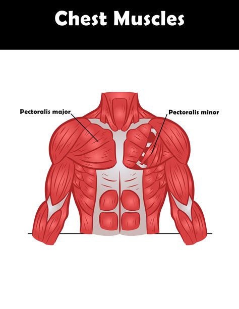 Chest Muscles Diagram / Labeled Anatomy Chart Of Male Biceps Photograph ...