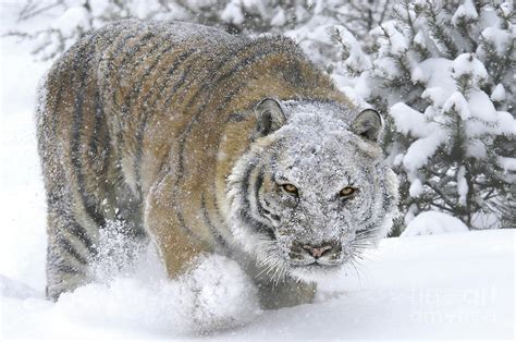 Siberian Tiger Winter Photograph by Wildlife Fine Art - Fine Art America