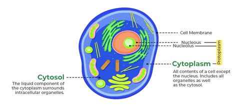 Difference Between Cytosol And Cytoplasm