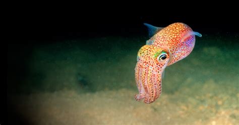 This Bobtail Squid Might Be the Cutest Thing in the Ocean - Ocean ...