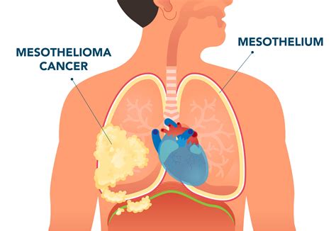 What is the Mesothelium and Where is it Found?