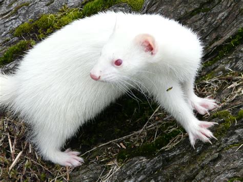 Why do albino animals have red eyes? | How It Works Magazine