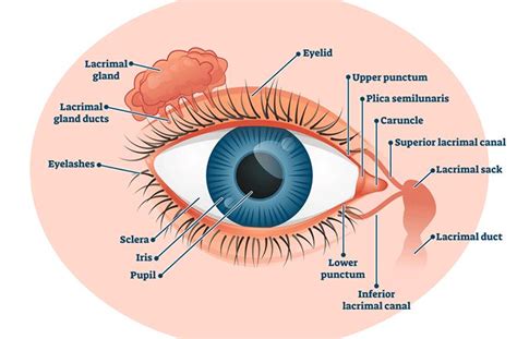 Lacrimal gland - All About Vision