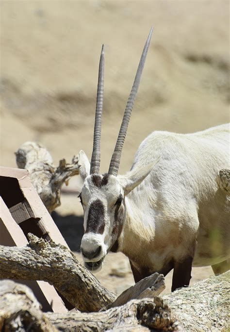 Long Straight Horns on a Sweet Faced Arabian Oryx Photograph by DejaVu ...