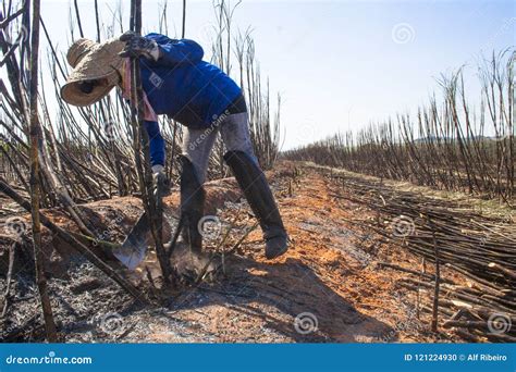 Sugar cane harvesting editorial image. Image of october - 121224930