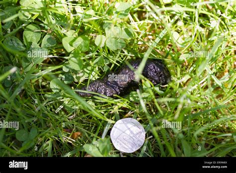 Hedgehog poo hi-res stock photography and images - Alamy