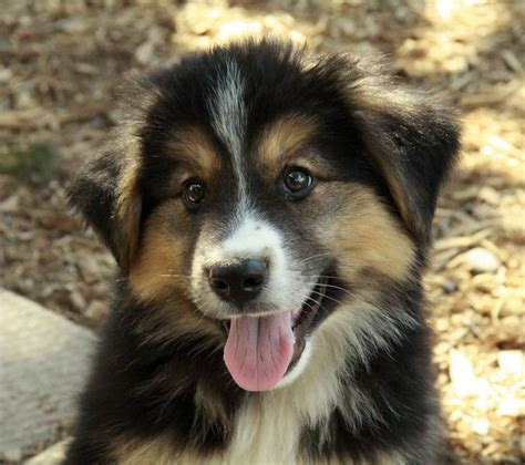 stunning German shepherd x collie | Shepherd mix puppies, German ...