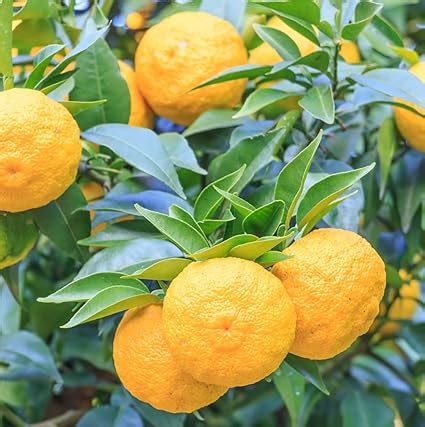 Amazon.com : Yuzu Tree Live Plant Citrus in Gallon Pot : Patio, Lawn ...