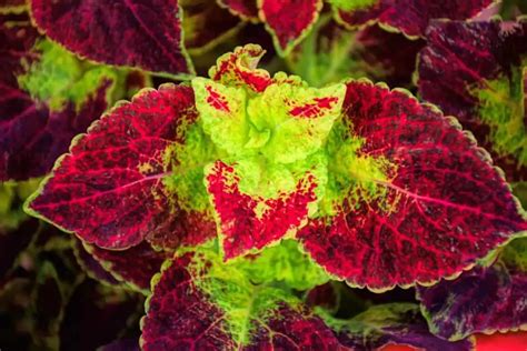 Top 15 Houseplants with Red and Green Leaves - Adorn Your Home