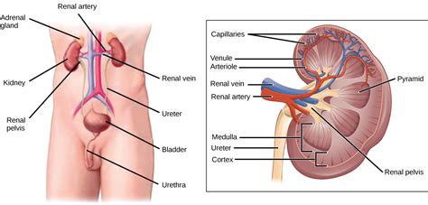 11.1 Homeostasis and Osmoregulation – Concepts of Biology 1st Canadian ...