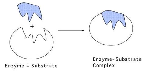 What is an enzyme substrate complex? | Socratic