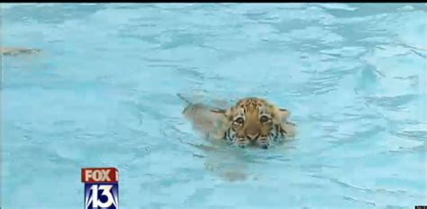 Swim With Tiger Cubs At Dade City's Wild Things In Florida | HuffPost