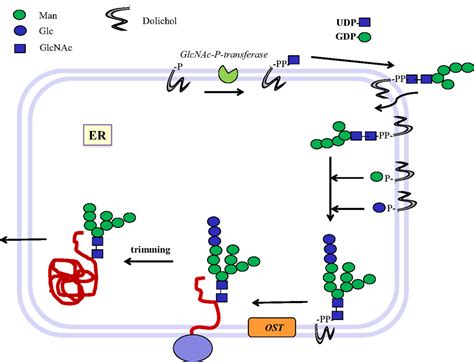 Frontiers | Crossroads between Bacterial and Mammalian Glycosyltransferases