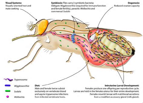 Tsetse fly genome reveals weaknesses