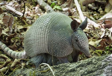 Five Facts: Nine-banded armadillo – Research News