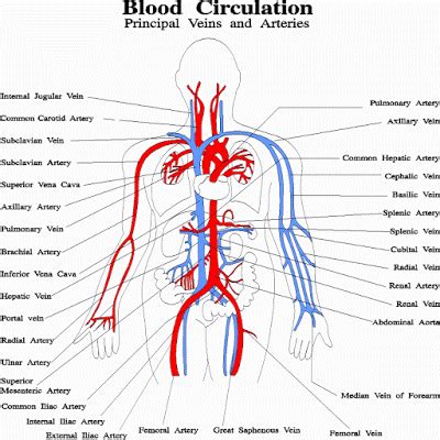 The blood circulation in the circulatory system | Science online