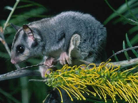 Species profile—Petaurus breviceps sensu lato (sugar glider ...