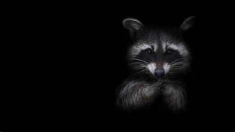 Wallpaper Raccoon, black background 1920x1080 Full HD 2K Picture, Image