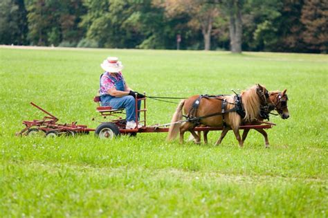 12 Pieces of Revolutionary Horse-Drawn Farm Equipment | LoveToKnow Pets