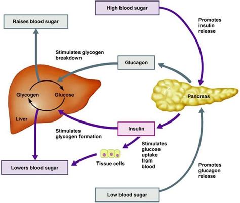 Insulin: route of administration | The poor, misunderstood calorie