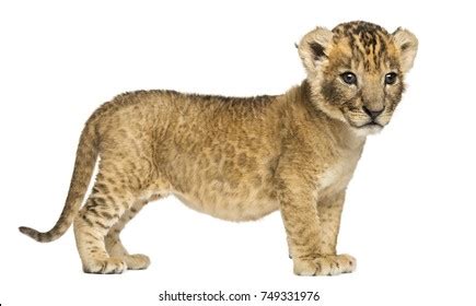 Side View Lion Cub 4 Weeks Stock Photo 749331976 | Shutterstock