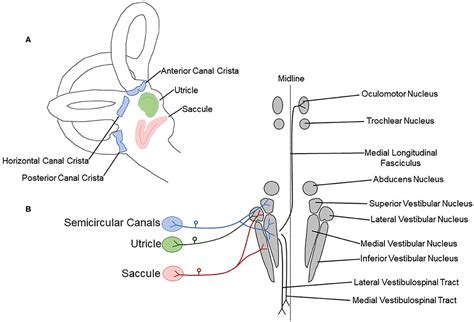 Frontiers | Effects of Noise Exposure on the Vestibular System: A ...