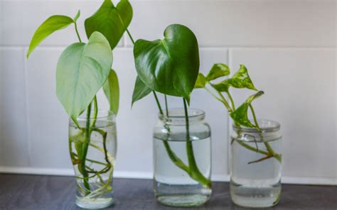 Plant Propagation Techniques: Learn How To Propagate Plants