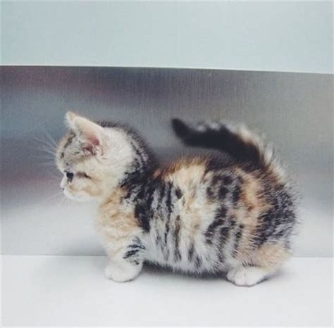 The Munchkin cat: A relatively new breed of cat characterized by its ...