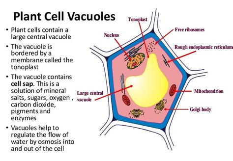 Vacuole Plant Or Animal Cell