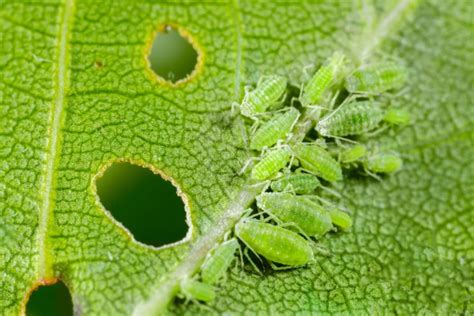 What are aphids and how can you prevent them?