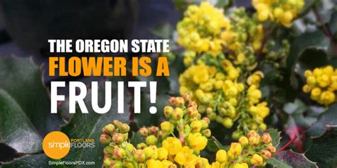 The Oregon State Flower A Fruit, The Oregon Grape