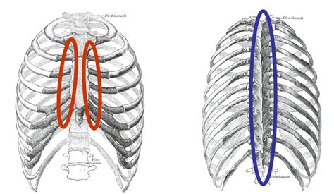 Enthesitis and Chest Pain in Ankylosing Spondylitis, Psoriatic ...