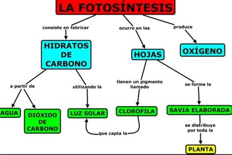 Mapa Conceptual de La Fotosíntesis | Mapas Conceptuales