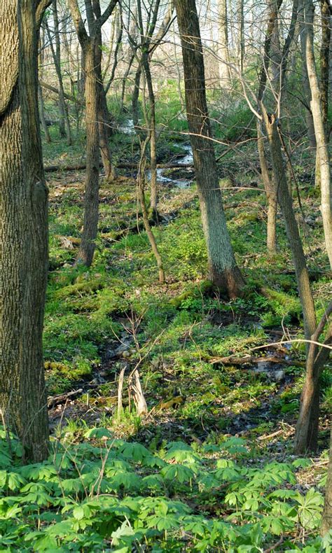 What Is a Wetland? — The Wetlands Initiative