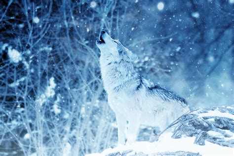 Wolves In Snow Wallpapers - Wallpaper Cave