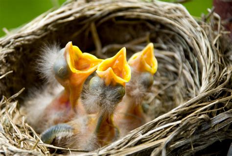 Baby Birds In Nest