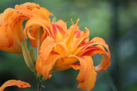 Double Orange Tiger Lily | Backyard Plants