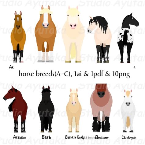 Horse Breed AC Bundle Ai Pdf Png | Etsy