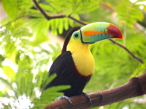 Yellow and black Toucan HD wallpaper | Wallpaper Flare