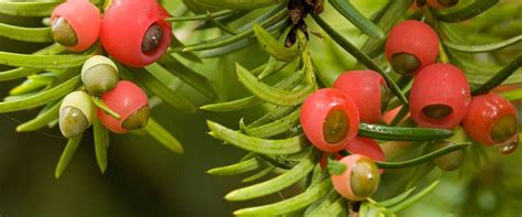 Yew | Tree species | Forestry England