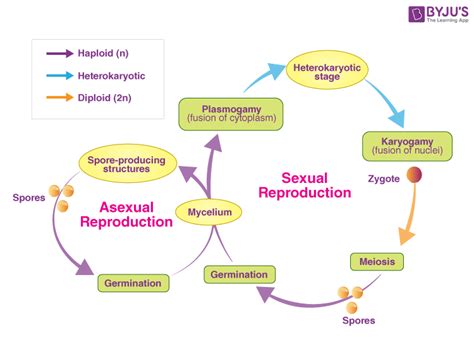 Fungi Structure And Reproduction