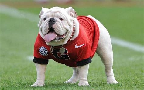 PETA calls for University of Georgia to dump ‘miserable’ bulldog mascot ...