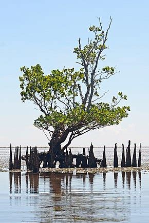 Mangrove - Wikiwand