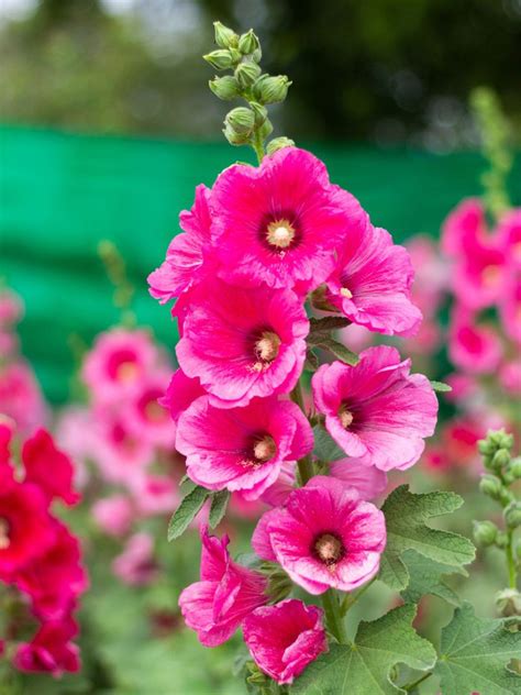 Hollyhock Plant Care - How To Grow Hollyhocks | Gardening Know How